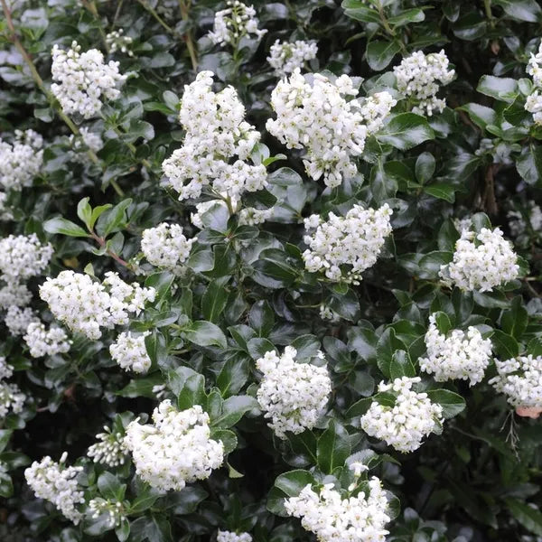 Escallania (Escallonia 'Iveyi') - Heesters