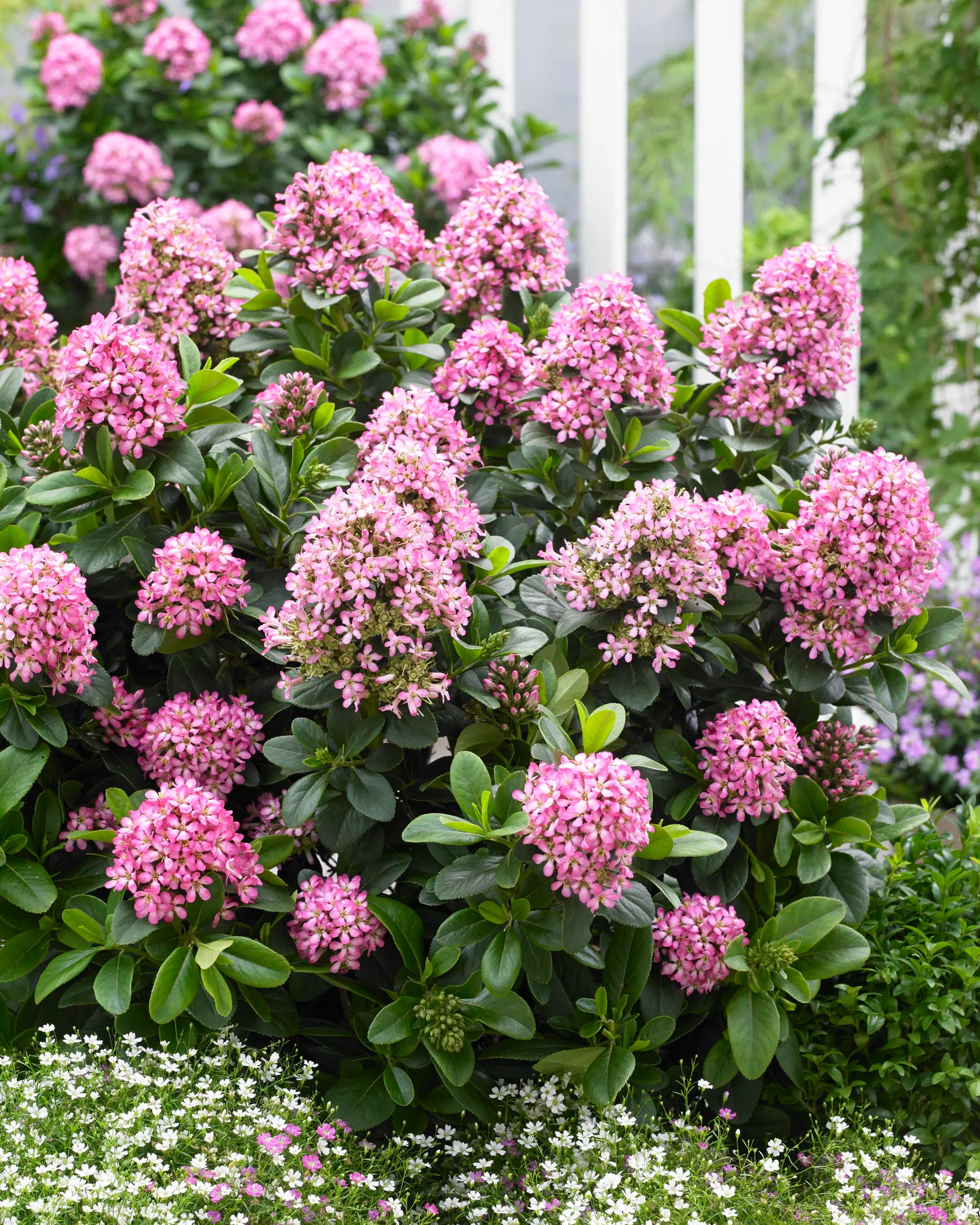 Escallania (Escallonia laevis Pink Elle) - Heesters