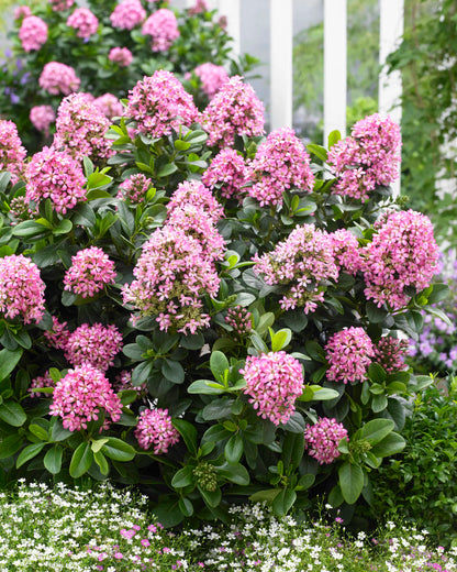 Escallania (Escallonia laevis Pink Elle) - Heesters