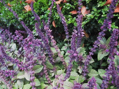 Basilic (Ocimum basilicum 'Magic Mountain')