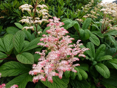 Contre-amiral (Rodgersia pinnata)