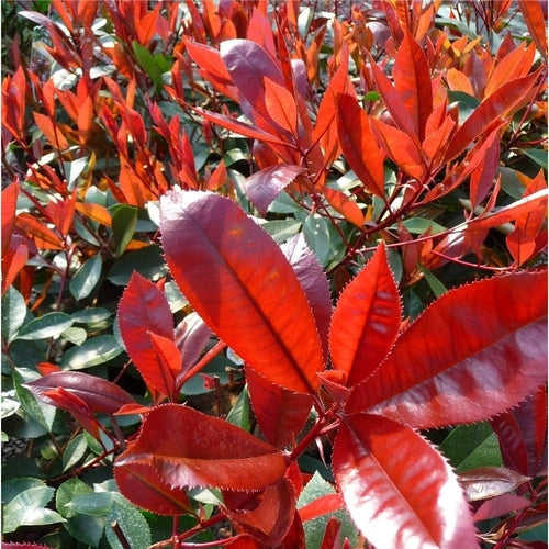 Néflier brillant (Photinia fraseri 'Carré Rouge')
