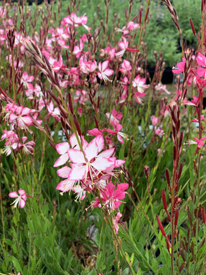 Belle bougie (Gaura lindheimeri 'Grace')