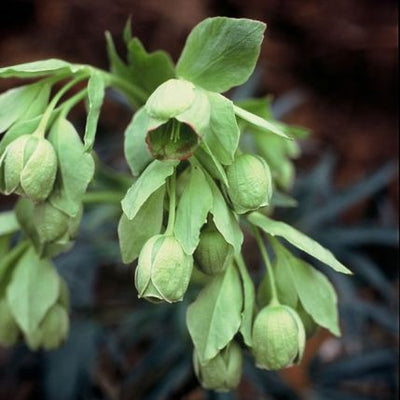 Hellébore (Helleborus foetidus)