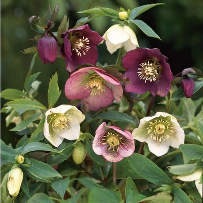 Rose de Noël (Helleborus orientalis)