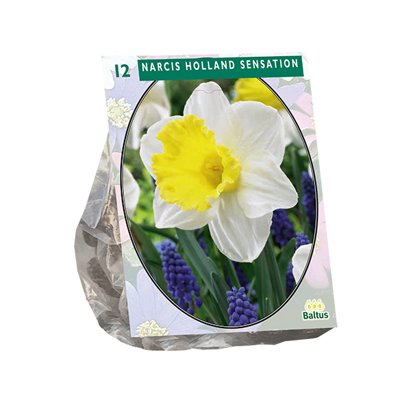 Narcis Holland Sensation - 15 stuks - Bloembollen