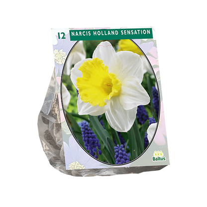 Narcis Holland Sensation - 15 stuks - Bloembollen