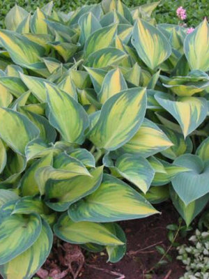 Hosta 'Juin'