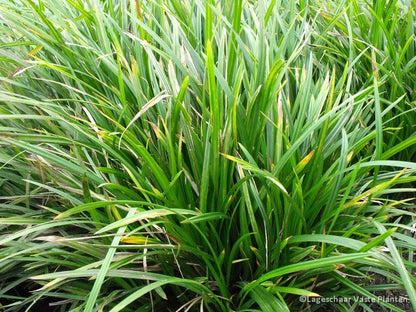 Zegge (Carex morrowii Irish Green) - Tuinplanten
