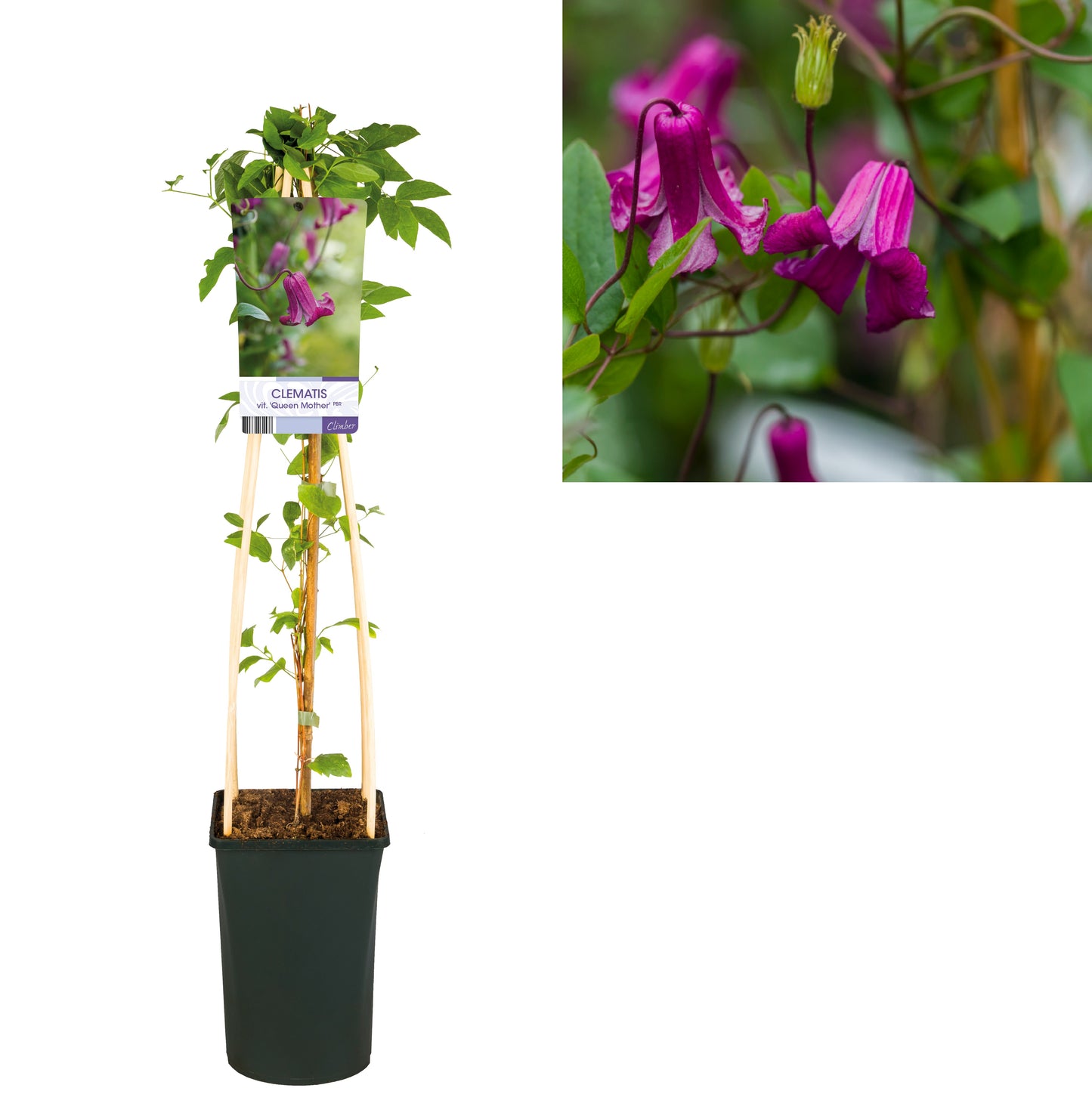 Klimplant Clematis vit. 'Queen Mother' PBR (Bosrank) - 