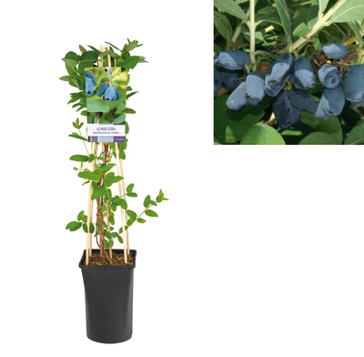 Plante grimpante Lonicera kamtschatica 'Fialka' (Chèvrefeuille)