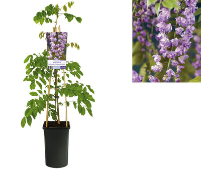 Glycine floribunda 'Violacea Plena' (Pluie bleue)