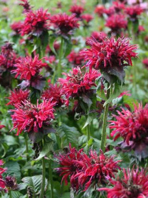 Plante de bergamote (Monarda hybride 'Fireball')