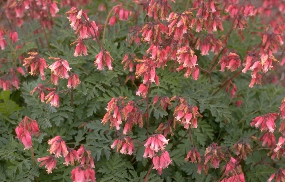 Gebroken hartjes (Dicentra formosa 'Luxuriant') - Tuinplanten