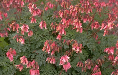 Cœurs brisés (Dicentra formosa 'Luxuriant')