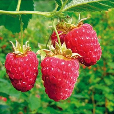 Plante grimpante Rubus idaeus 'Glen Ample' (Framboisier rouge)
