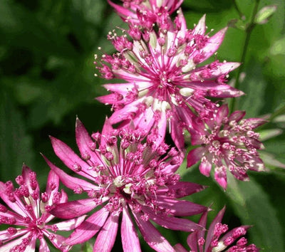 Bouton de Zélande (Astrantia major 'Ruby Wedding')