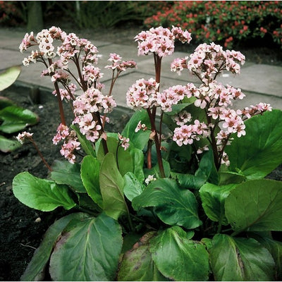 Bergenia 'Silberlicht'