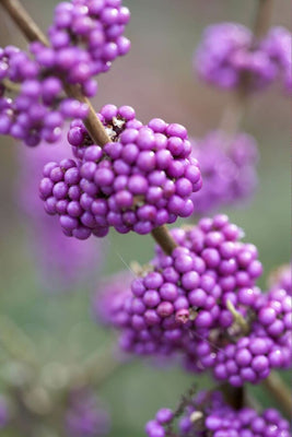 Fruit de beauté (Callicarpa bodinieri 'Profusion')