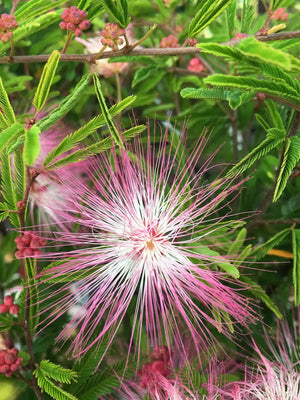 Calliandra surinamensis 'Dixie Pink', pinceau à poudre du Suriname