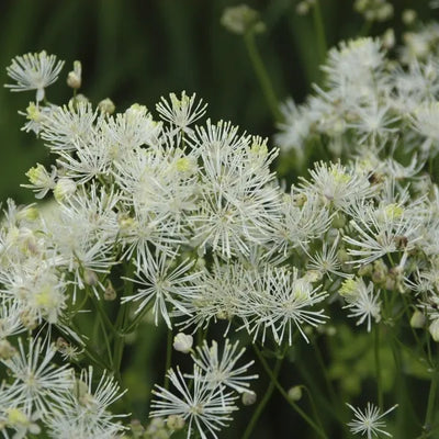 Pastille (Thalictrum 'Nimbus Alba')