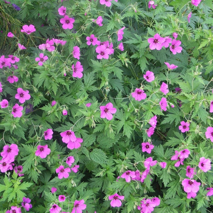 Ooievaarsbek (Geranium 'Patricia') - Tuinplanten