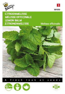 Mélisse officinale