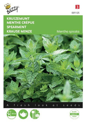 Menthe (menthe verte)