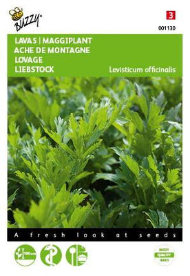 Livèche (Maggiplant)