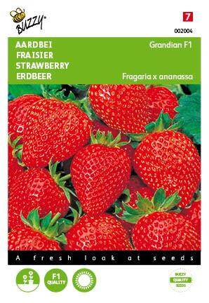 Aardbeien Grandian F1 - Zaden