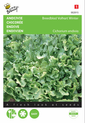 Endives à feuilles larges Volhart Hiver