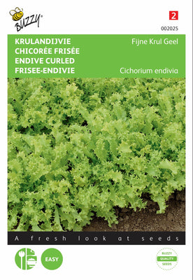 Endive frisée, boucles fines, jaune/toujours blanche