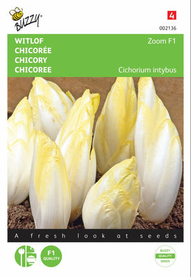 Bruxelloise Chicory Zoom F1