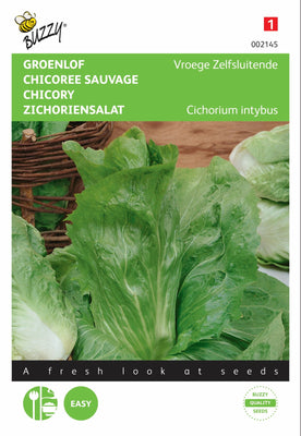 Chicorée précoce à fermeture automatique