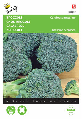 Brocoli Calabrese natalino, vert
