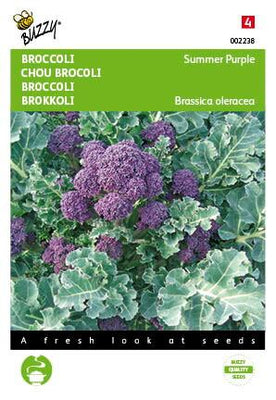 Brocoli violet d'été