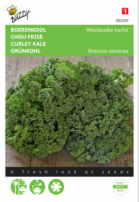 Chou frisé Westland Automne