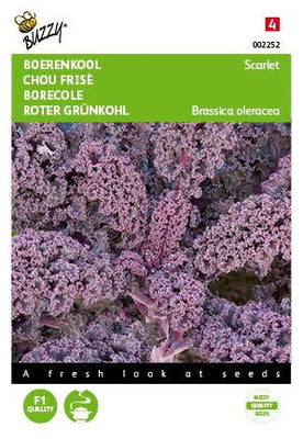 Chou frisé violet écarlate