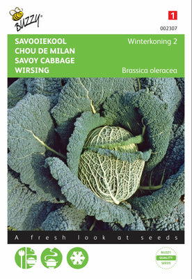 Chou de Savoie Roi d'Hiver 2