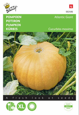 Citrouille géante de l'Atlantique