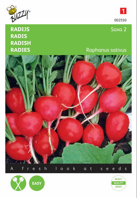 Radis Saxa 2