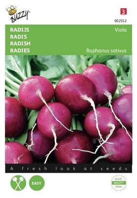 Radis Violette