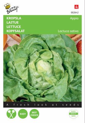 Laitue Appia