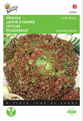 Laitue frisée Lollo Rossa