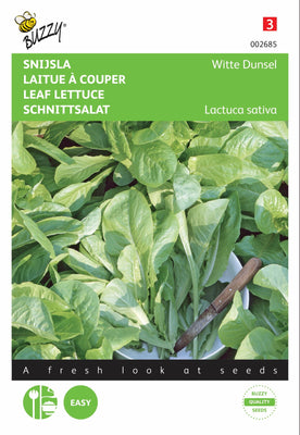 Laitue coupée blanche Dunsel