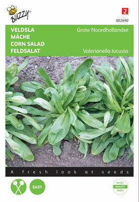 Mâche de Hollande-Septentrionale