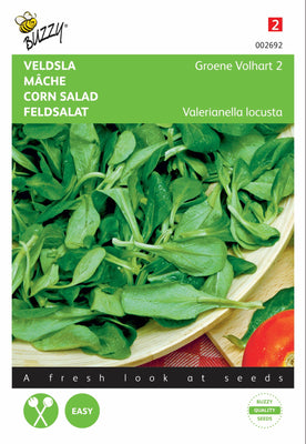 Mâche verte Volhart 2