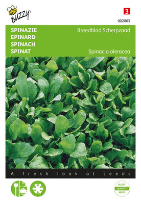 Épinards à feuilles larges, graines pointues, été