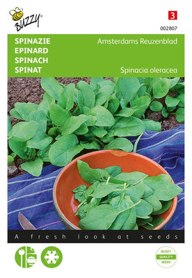 Épinards Amsterdam à feuilles géantes et graines pointues