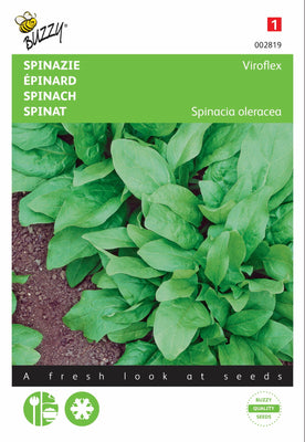 Épinards géants d'hiver, 25 g